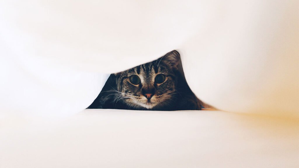 warm milk before bed