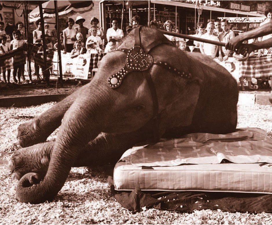 Elephant Restonic Mattress history heritage month
